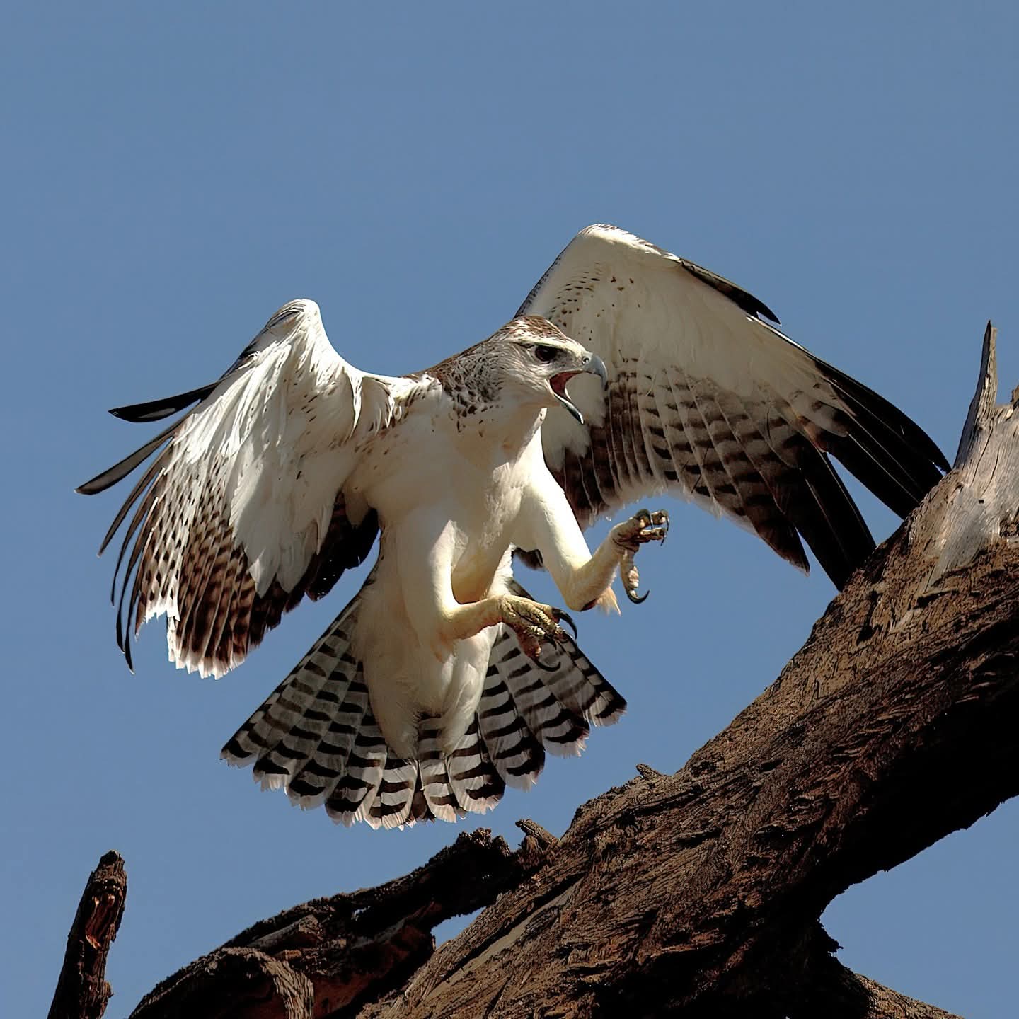 Juvenile African fish Eagle